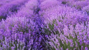 lavanda