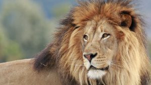 mane