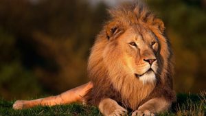 mane2