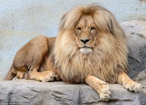 mane3-1