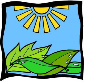 plant-5681151_640
