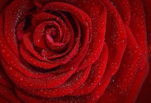 rose-1642970_640