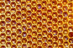 bee honey in honeycomb closeup