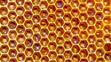 med ~ lekovita svojstva ovog pčelinjeg proizvoda