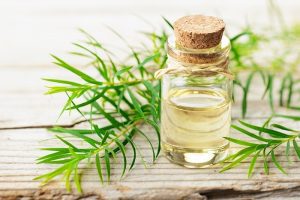 tea-tree-essential-oil