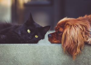dog-2606759_1280
