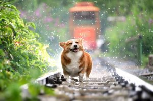 dog-4415649_1280