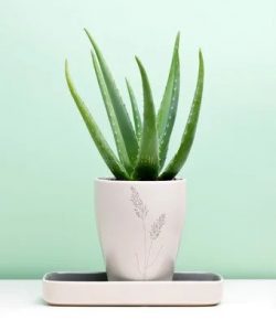 aloe vera