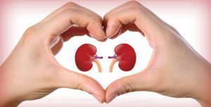 kidney