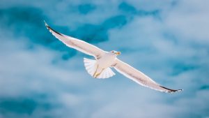 seagull-2444497_1280