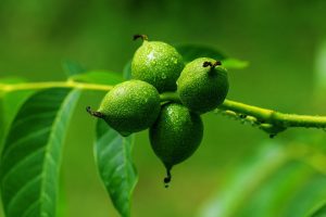 walnut-3471244_1280