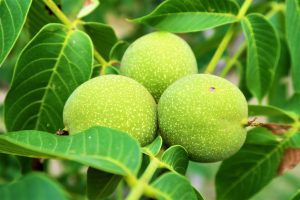 walnut-4306614_1280