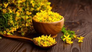 Hypericum-benefits-and-properties-of-St.-John39s-wort-1024x584-1