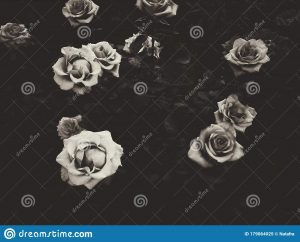 black-white-photography-roses-black-white-dark-aesthetic-photography-black-white-photography-roses-black-179064025