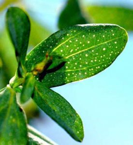 st_johns_wort1_leaf_SIZED