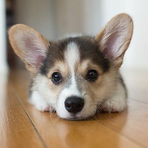 cute-dog-names-ideas-tucker