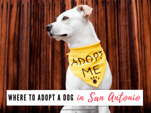 dog-adoption-san-antonio-1024x768