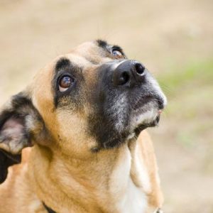 furry_friends_1_400x