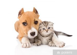 stafford puppy embracing small scottish kitten. isolated on whit