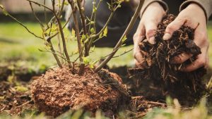female gardener planting a blueberry bush bark mulch in the hand