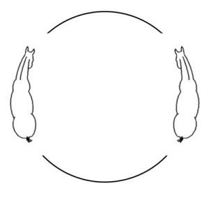 horse-on-a-circle
