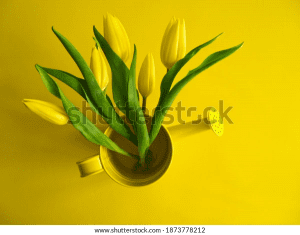 yellow-holland-tulips-watering-can-600w-1873778212-1