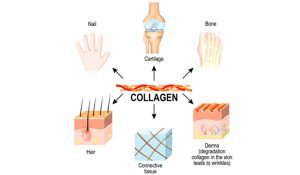 collagen-human-body-connectingconnective-tissues-cartilages-bones-nails-derma-hair-shut