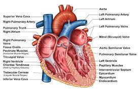 srce - osobine najvažnijeg organa kardiovaskularnog sistema