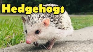 Video Thumbnail: Hedgehogs - 10 Cute Facts about the Hedgehog