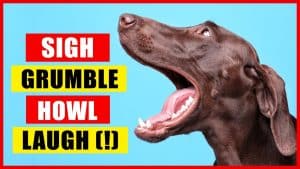 Video Thumbnail: 11 Sounds Dogs Make and What They Mean