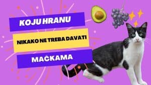 Video Thumbnail: Koju hranu nikako ne treba davati mačkama?