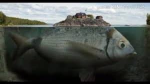 Video Thumbnail: Nadrealizam u slikarstvu