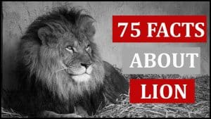 Video Thumbnail: 75 Interesting Facts About Lion | Animal Globe