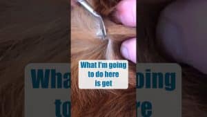 Video Thumbnail: How To Remove A Dog Tick 🤢
