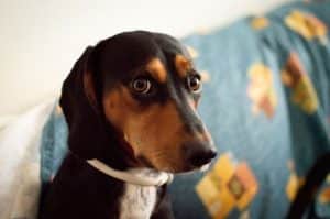 A cute dog with bright brown eyes staring directly at the camera