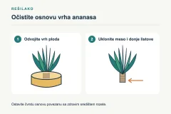 Kako posaditi ananas iz vrha i dobiti novu biljku