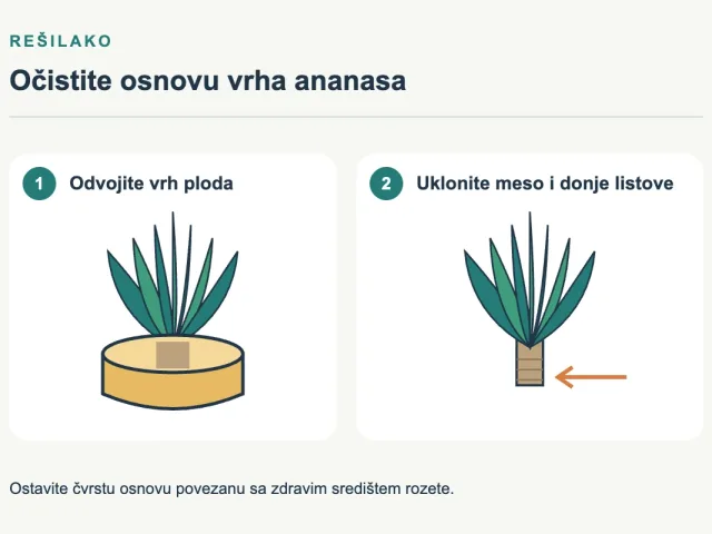 Kako posaditi ananas iz vrha i dobiti novu biljku