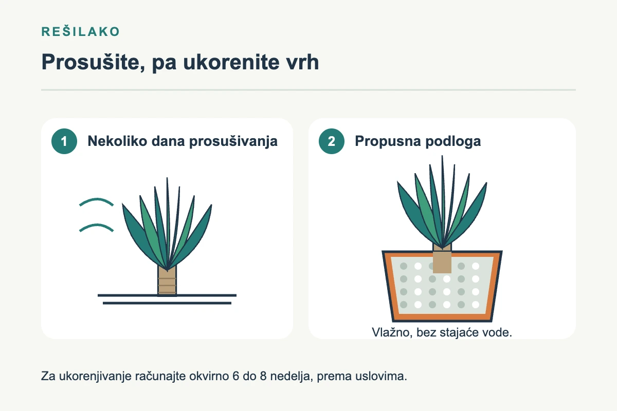 Prosušivanje očišćenog vrha ananasa i postavljanje osnove u propusnu podlogu