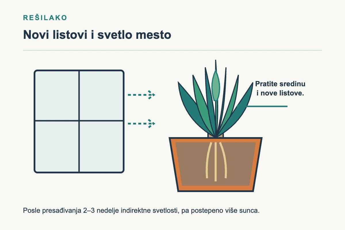 Ukorenjen ananas u propusnoj saksiji uz prozor i označen rast novih listova iz sredine